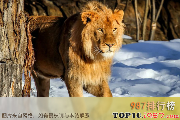 世界上最危险十大猫科动物之狮子