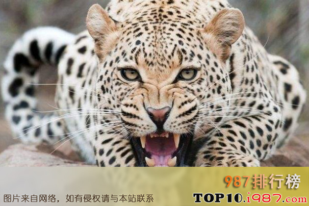 十大世界上最危险猫科动物之金钱豹