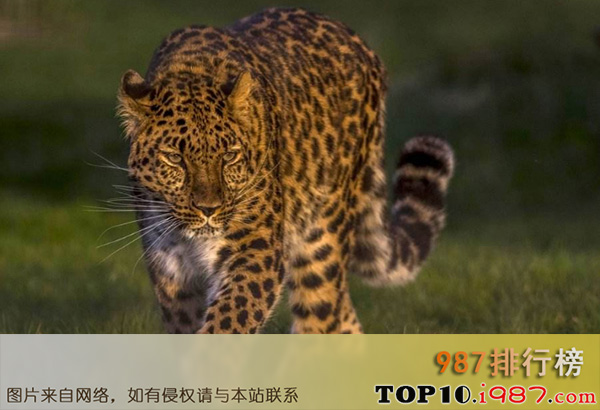 十大世界上最危险猫科动物之远东豹
