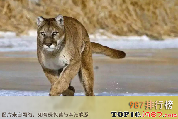 十大世界上最危险猫科动物之美洲狮