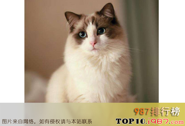 世界十大萌宠排名之布偶猫
