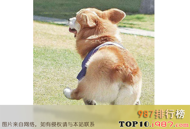 十大世界萌宠之柯基犬