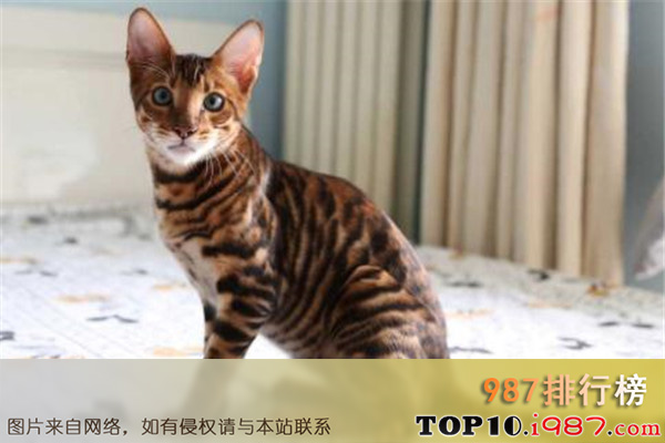 十大世界名猫之玩具虎猫