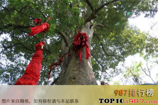 十大世界最贵的树之雅安红豆树