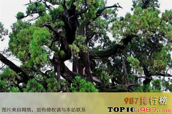 十大世界最贵的树之帕特里亚卡弗洛雷斯塔树