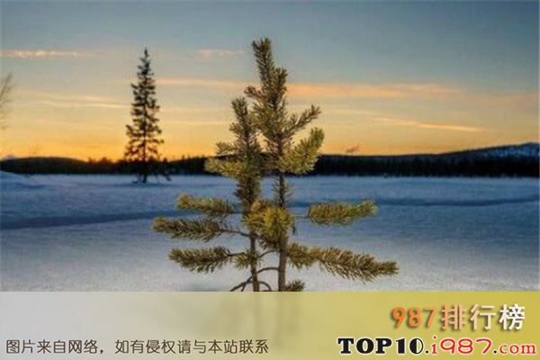 十大世界最贵的树之瑞典云杉