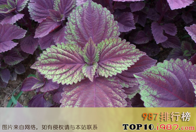 十大世界最香的植物之紫苏