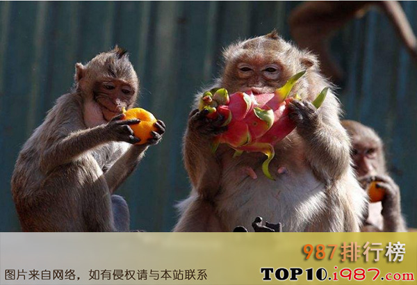 十大世界奇怪节日之猴子斗殴节