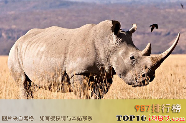 十大世界最稀有的动物之爪哇犀牛