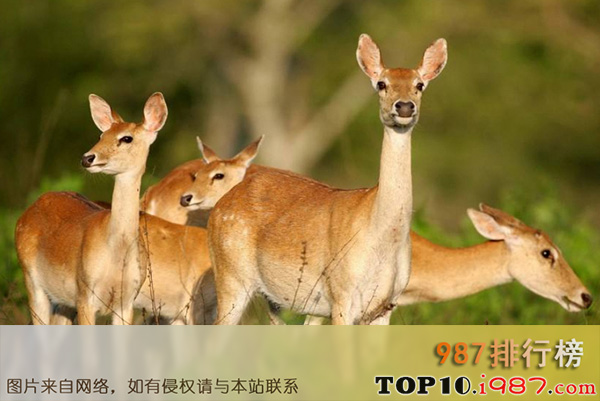 十大世界最稀有的动物之坡鹿
