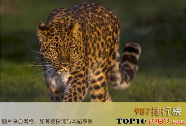 十大世界最稀有的动物之远东豹