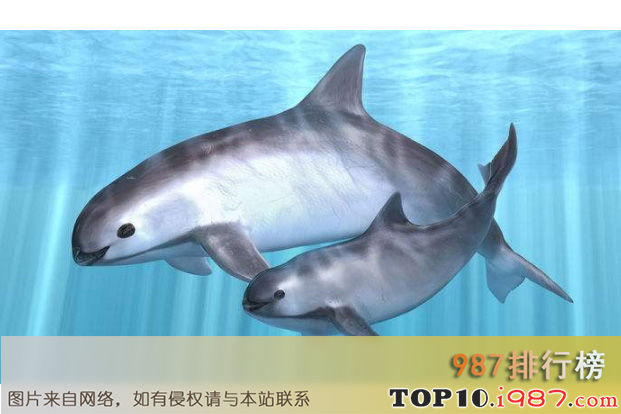 十大世界最稀有的动物之加湾鼠海豚