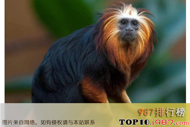 十大世界最稀有的动物之金头猴