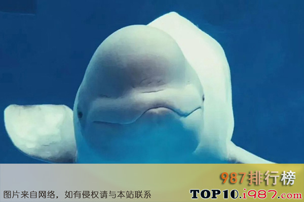 十大细数世界最奇怪的动物之白鲸