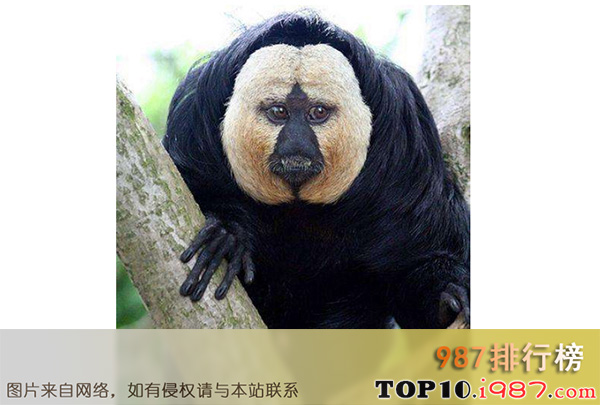 十大细数世界最奇怪的动物之白面粗尾猿