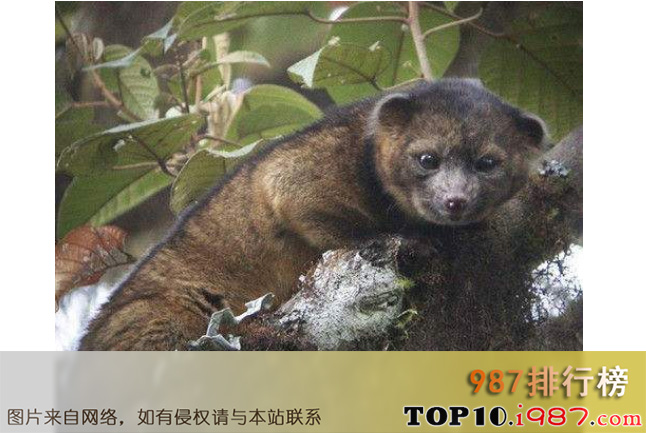 十大细数世界最奇怪的动物之小尖吻浣熊