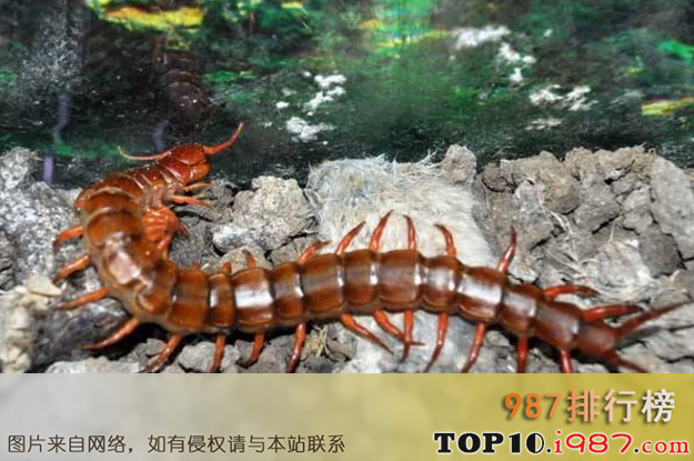十大细数世界最奇怪的动物之两栖蜈蚣
