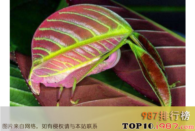 十大细数世界最奇怪的动物之叶状螽斯