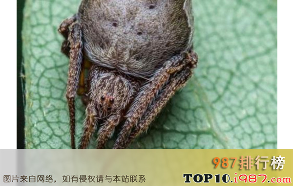 十大细数世界最奇怪的动物之格兰芬多毛园蛛