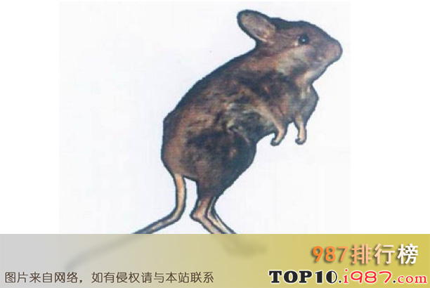 十大细数世界最奇怪的动物之食根鼠