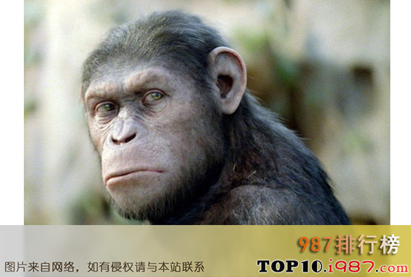 十大世界最聪明的动物之类人猿