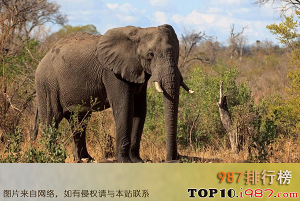 世界最聪明的十大动物排名之大象