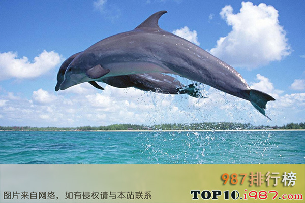 十大世界最聪明的动物之海豚
