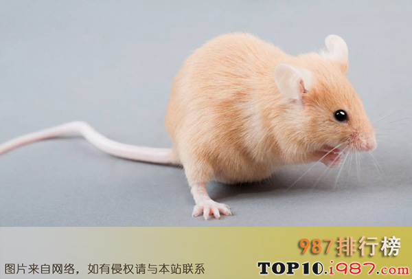 十大世界最聪明的动物之老鼠