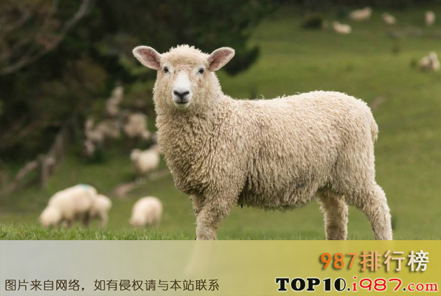 十大世界最聪明的动物之绵羊