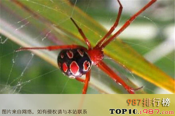 十大世界最毒蜘蛛之红寡妇蜘蛛
