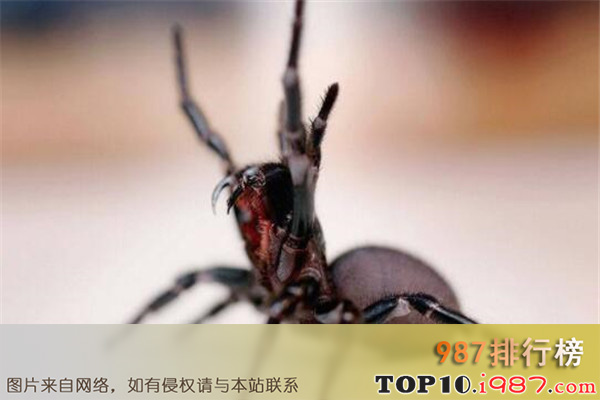 十大世界最毒蜘蛛之悉尼漏斗网蛛