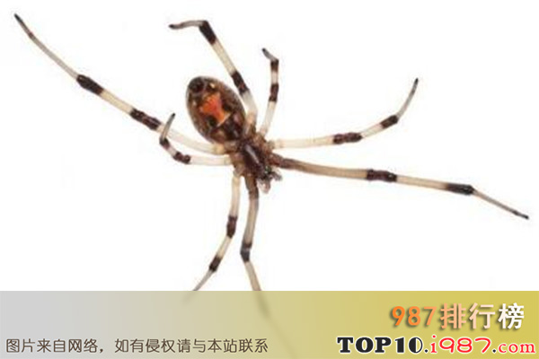 十大世界最毒蜘蛛之布朗寡妇蜘蛛