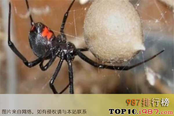 十大世界最毒蜘蛛之黑寡妇蜘蛛