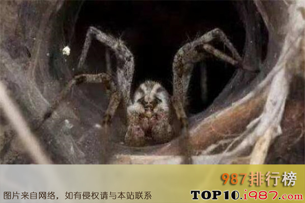 十大世界最毒蜘蛛之智利隐士蜘蛛