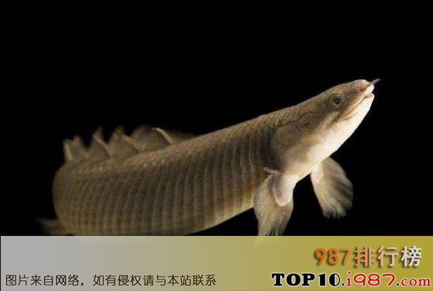 十大世界古老鱼类之塞内加尔多鳍鱼