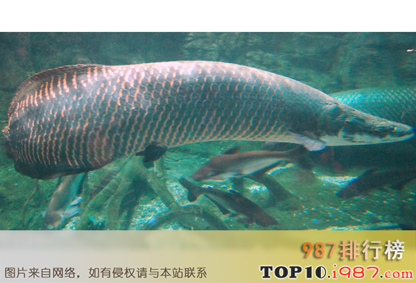 十大世界古老鱼类之巨滑舌鱼