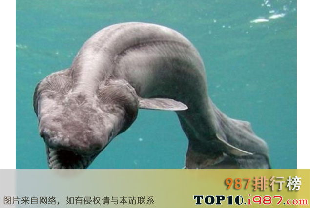 十大世界古老鱼类之皱鳃鲨