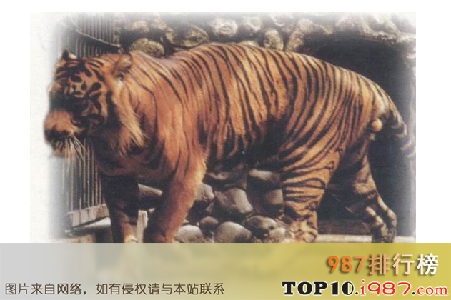 十大世界已经灭绝的可爱动物之爪哇虎