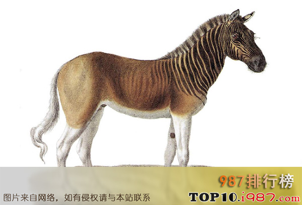 十大世界已经灭绝的可爱动物之斑驴