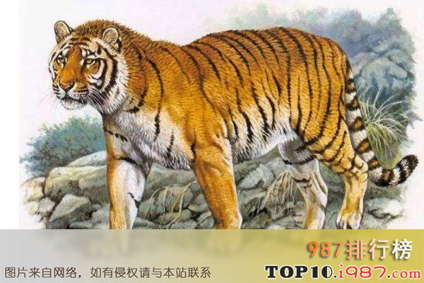 十大世界已经灭绝的可爱动物之里海西亚虎