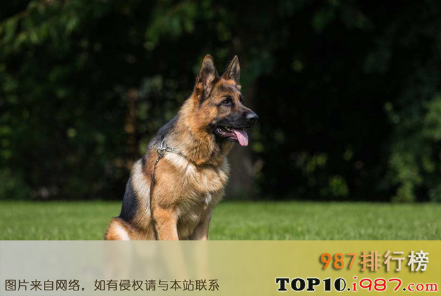 世界十大最忠诚的狗排名之德国牧羊犬