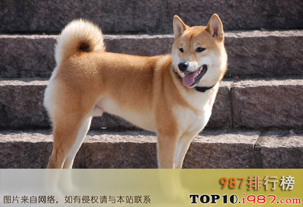 世界十大最忠诚的狗排名之中华田园犬
