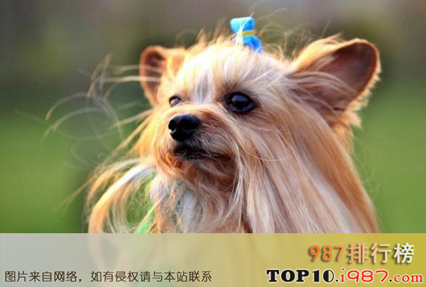十大世界最忠诚的狗之约克夏犬