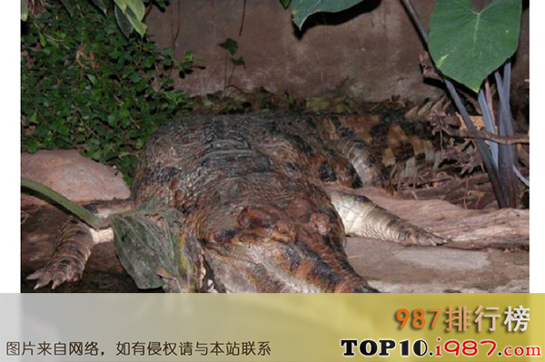 十大世界巨型鳄鱼之马来切喙鳄鱼