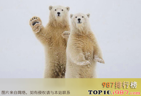 世界十大重型动物之北极熊