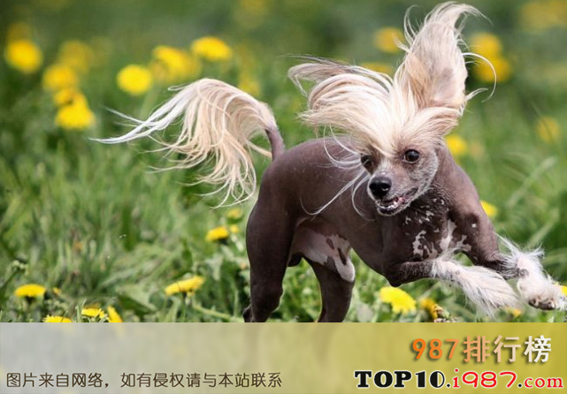 十大世界最干净的狗之中国冠毛犬