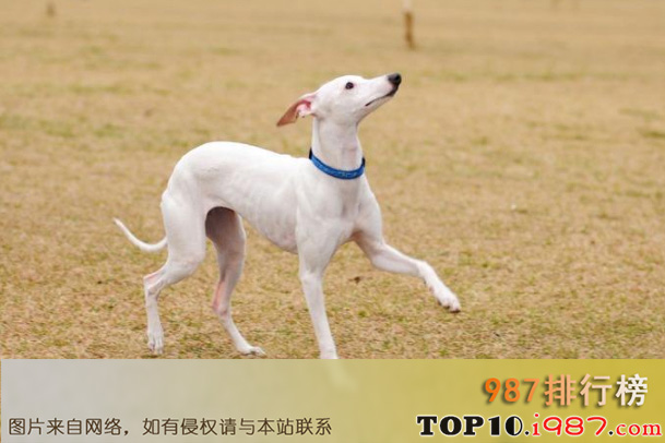 十大世界最干净的狗之惠比特犬