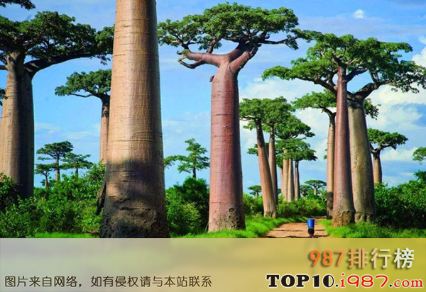 十大世界最奇怪的植物之猴面包树