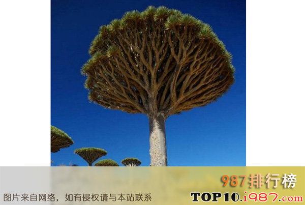世界最奇怪的十大植物之龙血树