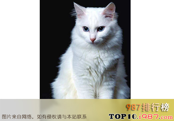 十大世界最漂亮的猫之土耳其梵猫